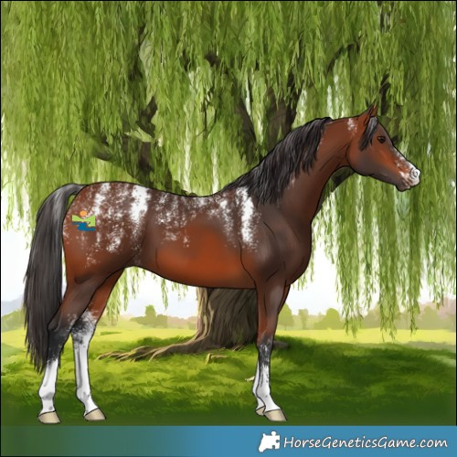 Horse Color:Powder White Bay 