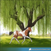 Horse Color:Powder White Bay Tobiano 