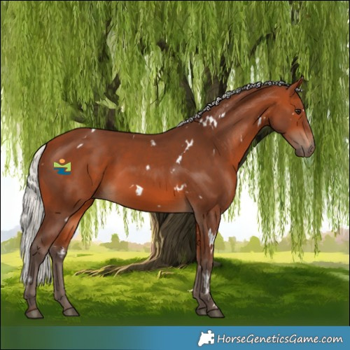 Horse Color:White Spotted Silver Bay 