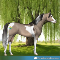 Horse Color:Bay Dun Splash Tobiano 