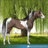 Horse Color:Bay Dun Splash Tobiano 