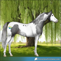 Horse Color:Gray Liver Chestnut Splash Tobiano 
