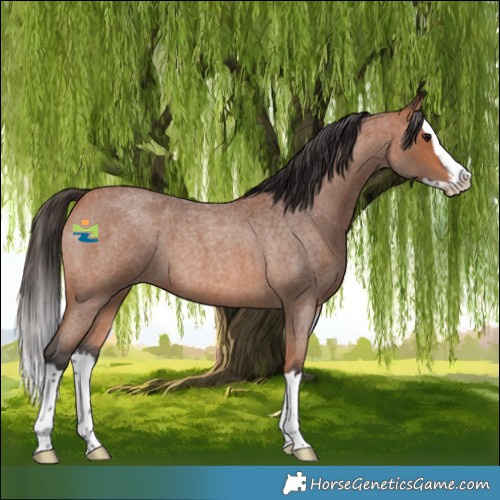 Horse Color:Bay Roan Splash 