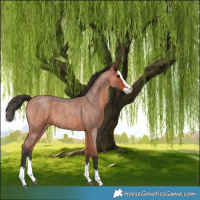 Horse Color:Bay Roan Splash 
