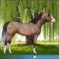Horse Color:Bay Roan Splash 