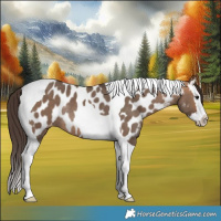Horse Color:Bay Dun Splash Tobiano Near Leopard Rabicano