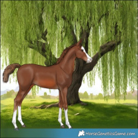 Horse Color:Chestnut Splash