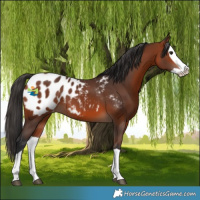 Horse Color:Bay Splash Appaloosa