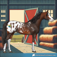 Horse Color:Bay Splash Appaloosa 