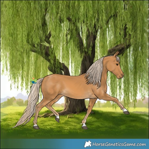 Horse Color:Palomino 