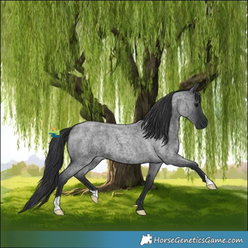 Horse Color:Blue Roan 