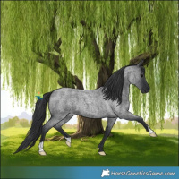 Horse Color:Blue Roan 