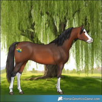 Horse Color:Bay Splash 