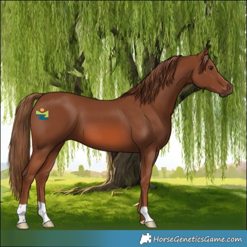 Horse Color:Chestnut 