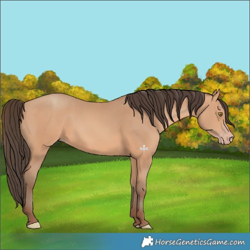 Horse Color:Amber Champagne 