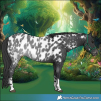 Horse Color:Black Tobiano Near Leopard 