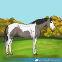 Horse Color:Grullo Splash Tobiano 