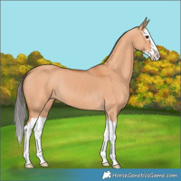 Horse Color:Bay Dun Splash