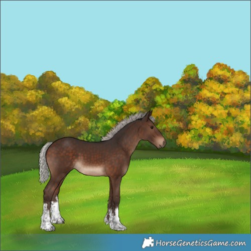 Horse Color:White Spotted Silver Brown
