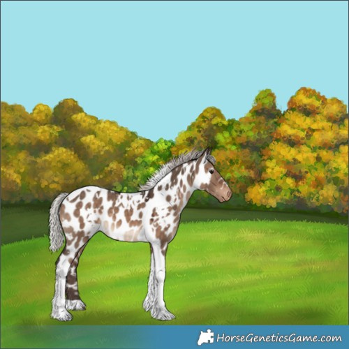 Horse Color:White Spotted Silver Brown Dun Tobiano Appaloosa