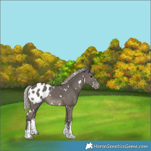 Horse Color:White Spotted Silver Black Blanket 