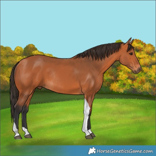 Horse Color:Bay Tobiano Rabicano 