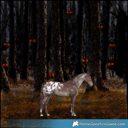 Horse Color:Platinum Chocolate Black Mushroom Tobiano Appaloosa Rabicano 