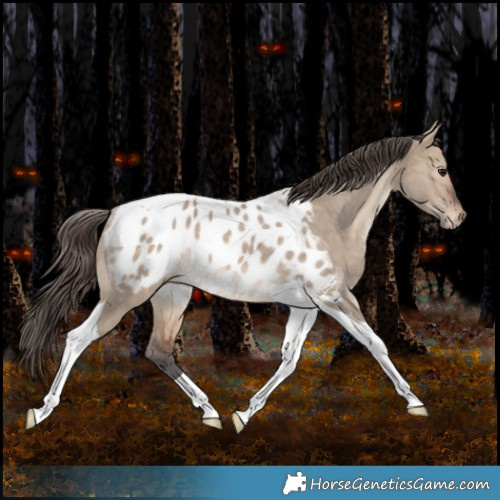 Horse Color:Brown Dun Merle Tobiano Appaloosa Rabicano 