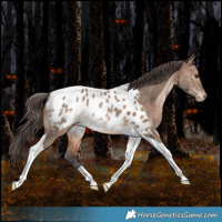 Horse Color:Brown Dun Merle Tobiano Appaloosa Rabicano 