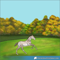 Horse Color:White Spotted Bay Pearl Dun Mushroom Appaloosa Rabicano
