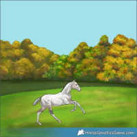 Horse Color:Silver Brown Dun Splash Tobiano Blanket Rabicano 