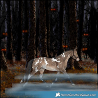 Horse Color:White Spotted Brown Dun Rabicano