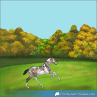 Horse Color:White Spotted Bay Dun Tobiano Rabicano