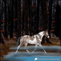 Horse Color:White Spotted Bay Dun Tobiano Rabicano 