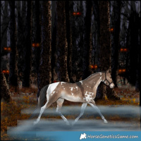 Horse Color:White Spotted Brown Dun Tobiano Rabicano 