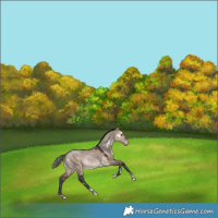 Horse Color:White Spotted Bay Dun Tobiano Appaloosa Rabicano 