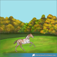 Horse Color:White Spotted Bay Pearl Rabicano 