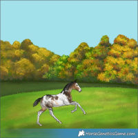 Horse Color:Gray White Spotted Buckskin Splash Tobiano Varnish Rabicano 