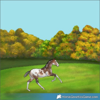 Horse Color:White Spotted Bay Splash Appaloosa Rabicano 