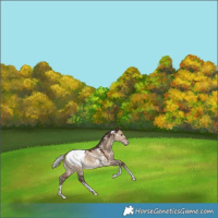 Horse Color:White Spotted Silver Bay Dun Tobiano Appaloosa Rabicano