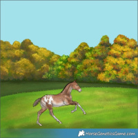 Horse Color:White Spotted Brown Pearl Tobiano Appaloosa Rabicano 