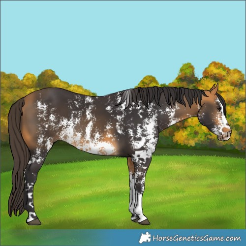 Horse Color:Buckskin Sabino Rabicano