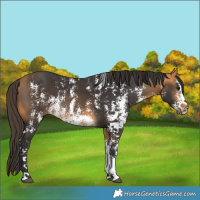 Horse Color:Buckskin Sabino Rabicano