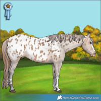 Horse Color:Bay Dun Appaloosa Rabicano 