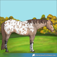 Horse Color:Bay Dun Appaloosa Rabicano 