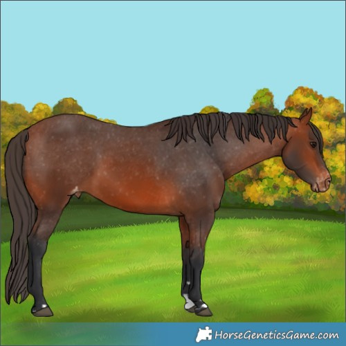 Horse Color:Bay Appaloosa 