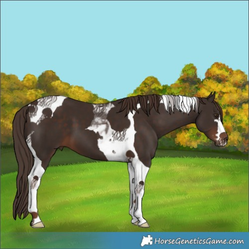 Horse Color:Liver Chestnut Tobiano 