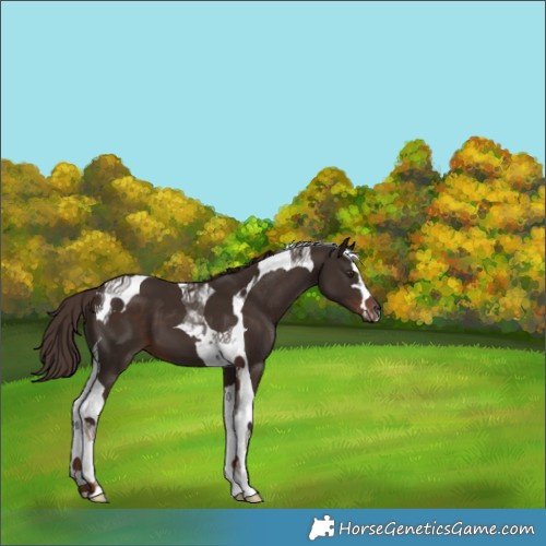 Horse Color:Liver Chestnut Tobiano