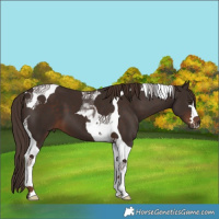 Horse Color:Liver Chestnut Tobiano 