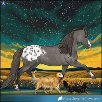 Horse Color:Grullo Appaloosa 